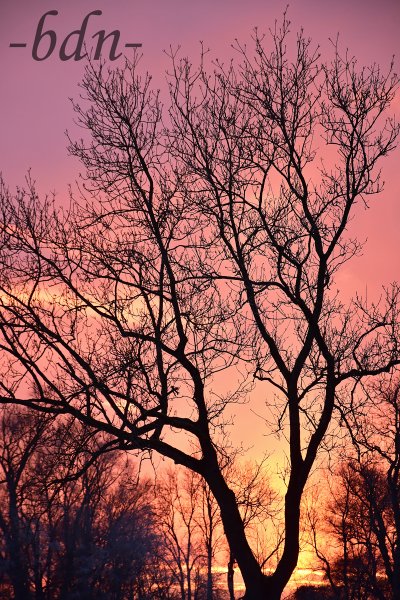 Silhouette einer Baumkrone vor feurigem Abendrot