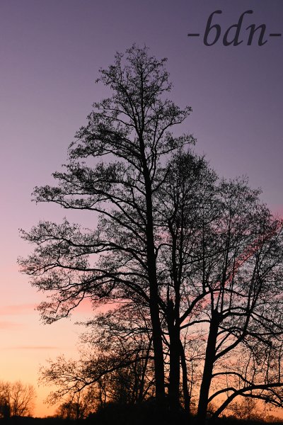 Silhouette einer Erle in der Blauen Stunde