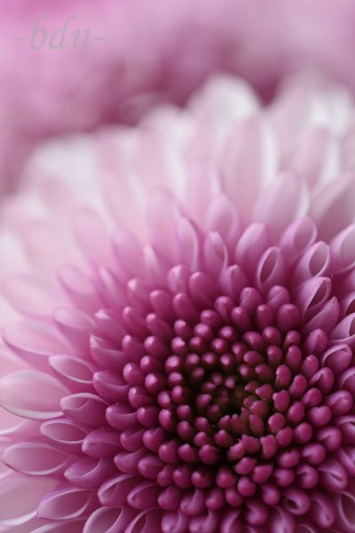 Chrysantheme