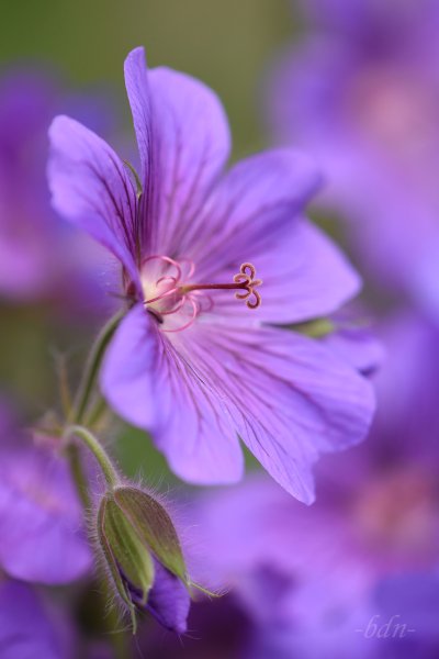 Storchschnabelblüte und Knospe