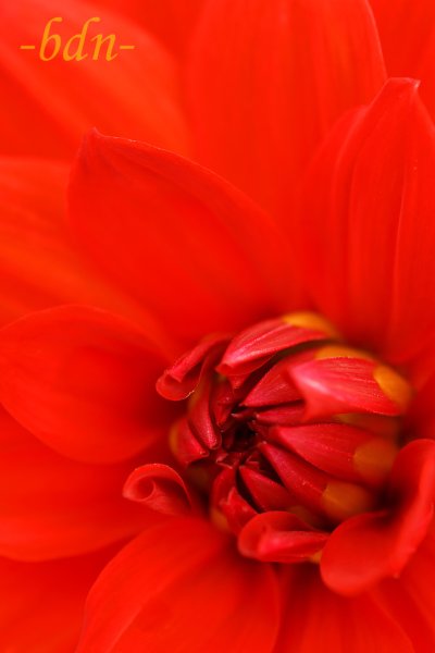 Dahlie in Rot
