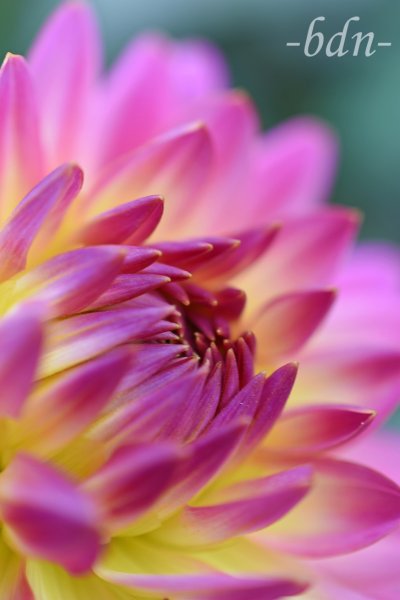 Dahlie in Pink und Gelb