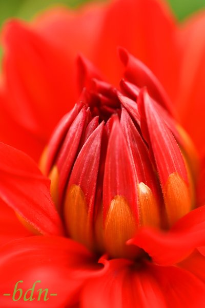 Rotes Dahlienherz