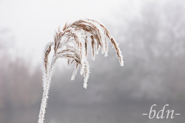 Ein trockener Blütenstand vom Schilf mit Raureif im Nebel
