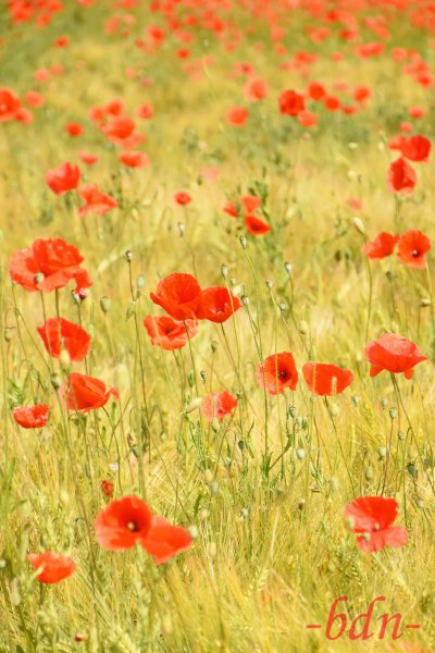 Klatschmohnblüten in einem Gerstenfeld
