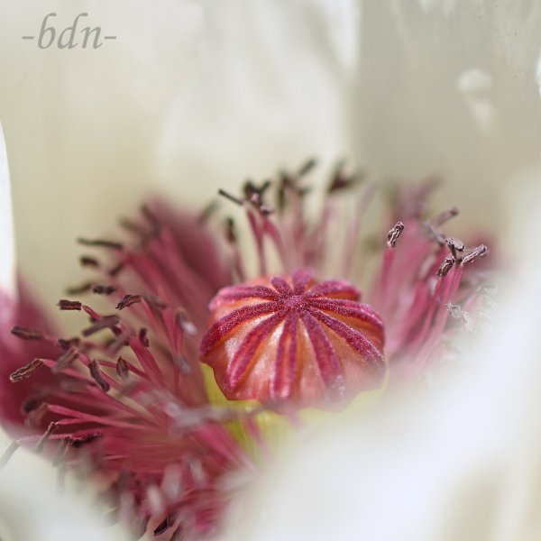 Orientalischer Mohn Perry´s White