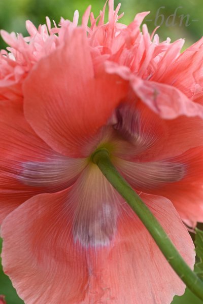 Schlafmohnblüte