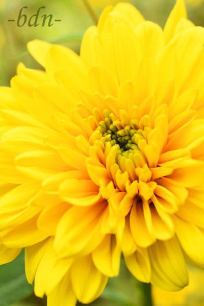Sonne im Herbstbeet