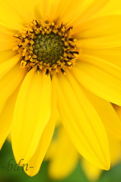 Staudensonnenblume
