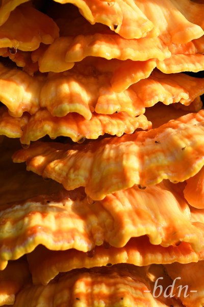 Schwefelporling, Laetiporus sulphureus