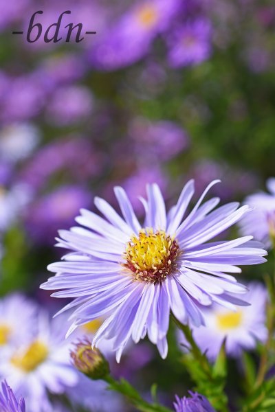 Asternblüte im herbstlichen Bauerngarten