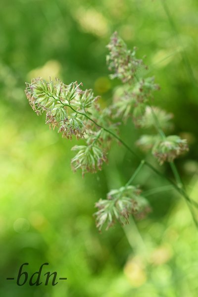 Blühendes Wiesenknäuelgras