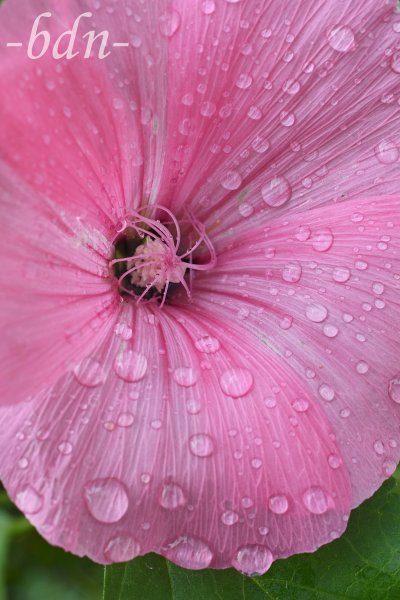 Blüte einer Malve im Regen