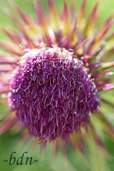 Blütenkorb der Nickenden Distel