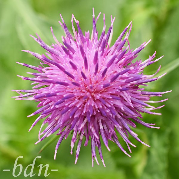 Blütenstand der Kratzdistel aus der Vogelperspektive