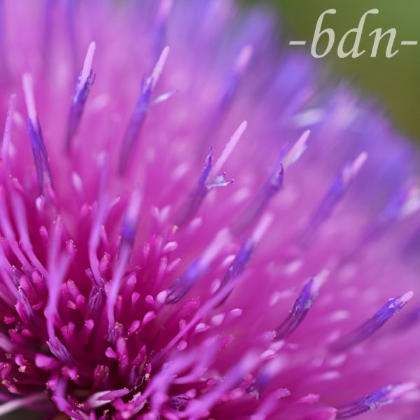 Detail des Blütenstandes der Nickenden Distel