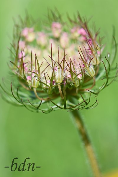Blütenstand der Wilden Möhre