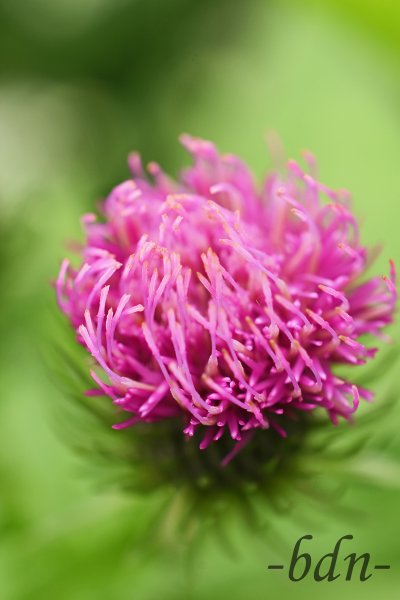 Die Knospe der Kratzdistel öffnet sich