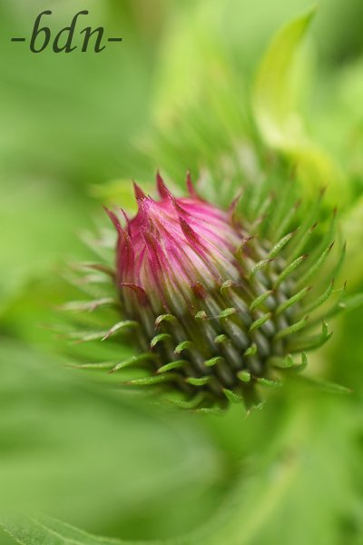 Die Knospe der Kratzdistel