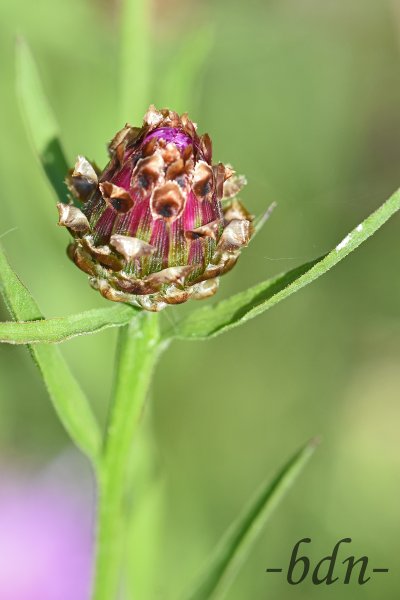 Die Knospe der Wiesenflockenblume öffnet sich