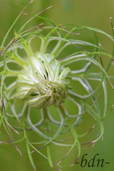 Eine Knospe der Wilden Möhre aus der Vogelperspektive