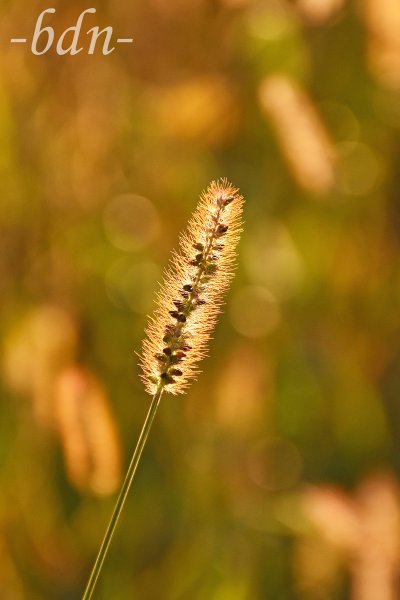 Eine Ähre vom Wiesen-Lieschgras im Gegenlicht