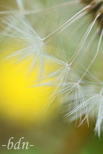Flugsamen der Pusteblume