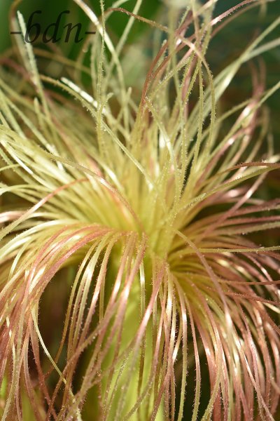 Griffel der weiblichen Blüte vom Mais