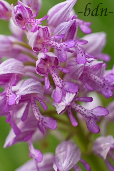 Helm-Knabenkraut, eine heimische Orchidee