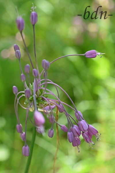 Kiel-Lauch, eine geschützte Pflanze im Auwald