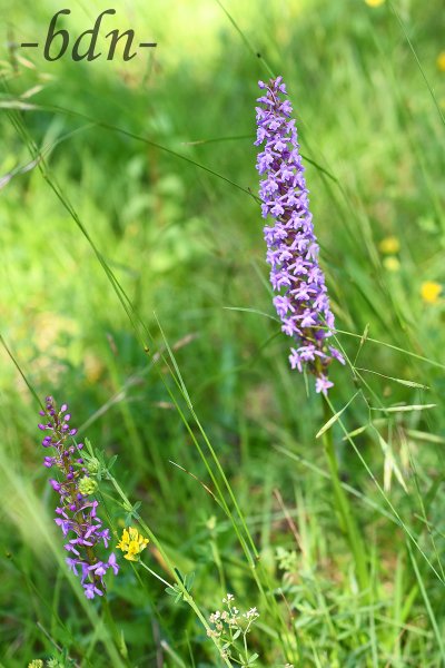 Händelwurz, eine heimische Orchidee in der Wiese