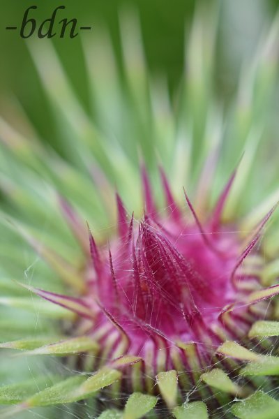 Knospe der Nickenden Distel