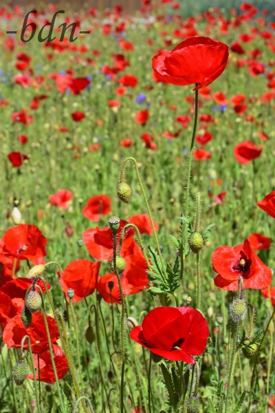 Klatschmohn in einem Blühstreifen