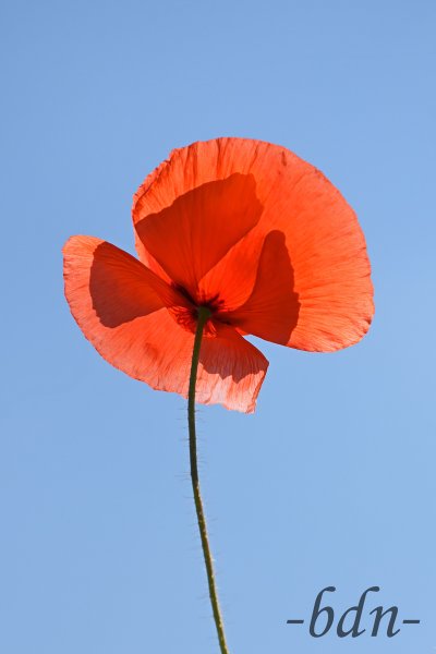 Klatschmohn im Gegenlicht vor blauem Himmel