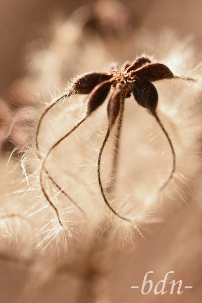 Samen der Waldrebe