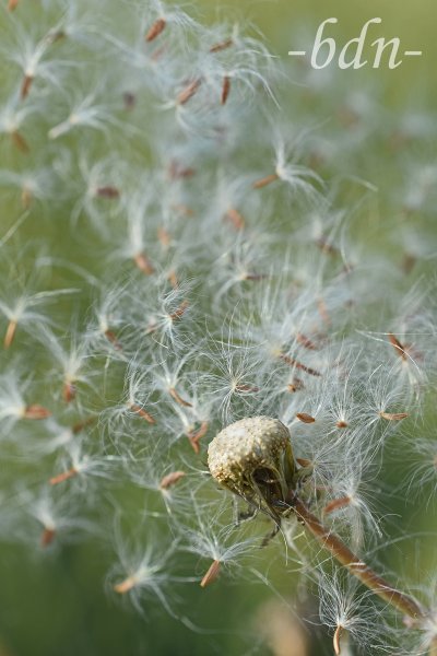 Schirmflieger der Gemüse-Gänsedistel