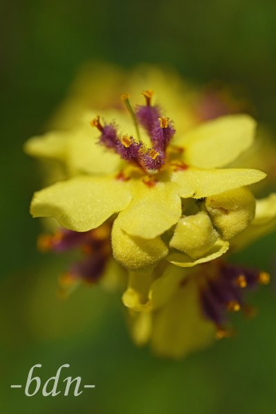 Schwarze Königskerze, Blüte an der Spitze des Blütenstandes