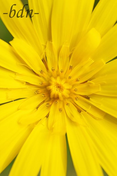Wiesenbocksbart im Detail