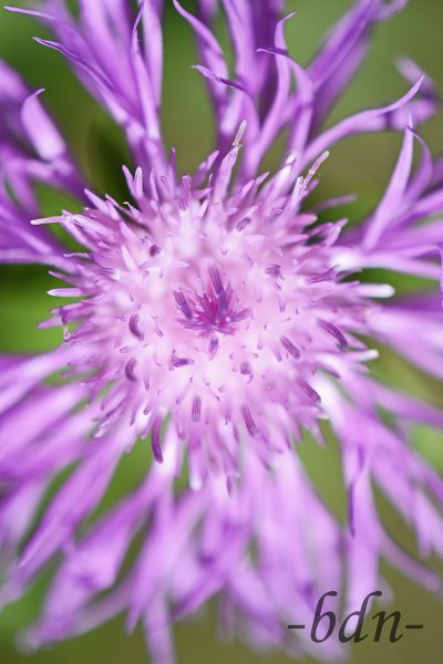 Wiesenflockenblume aus der Vogelperspektive
