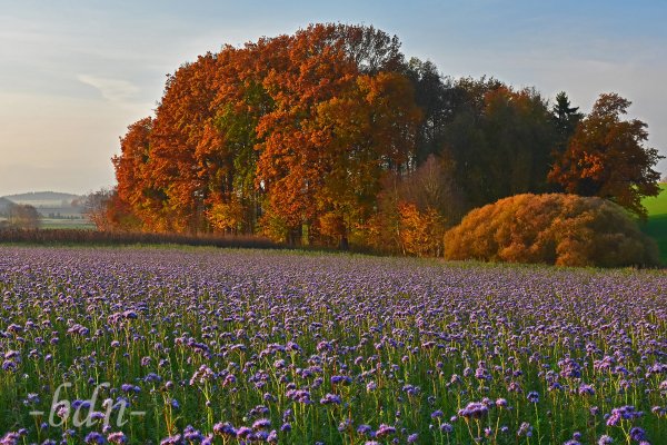 Ein Feld mit Phacelia in herbstlicher Landschaft