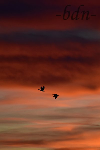 Flug in die Nacht