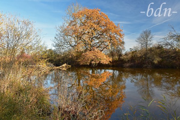 Herbst am Weiher bei Moosburg