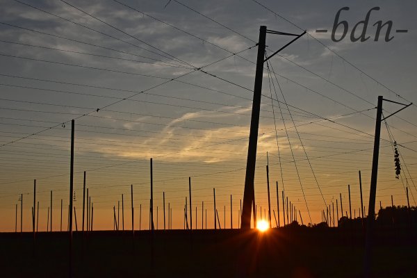 Sonnenuntergang hinter dem Hopfengarten