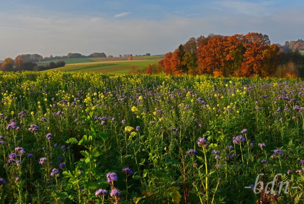 Ein Feld mit Gründüngungspflanzen vor den Toren Moosburgs