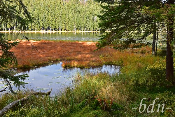 Der Große Arbersee mit Schwimmenden Inseln