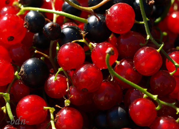Johannisbeeren frisch gepflückt