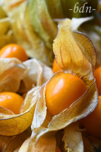 Physalis peruviana, Kapstachelbeere