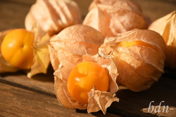 Physalis - Kapstachelbeeren