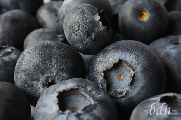 Blaubeeren. Makro