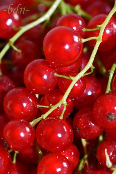 Johannisbeeren